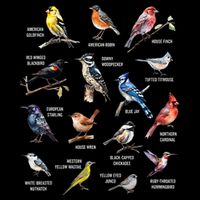 Bird Watching Bird Watcher Bird Lover Birder Birding Nerd Wool Snapback Cap