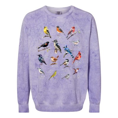 Bird Watching Bird Watcher Bird Lover Birder Birding Nerd Colorblast Crewneck Sweatshirt