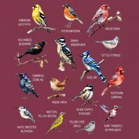 Bird Watching Bird Watcher Bird Lover Birder Birding Nerd 16oz Travel Tumbler
