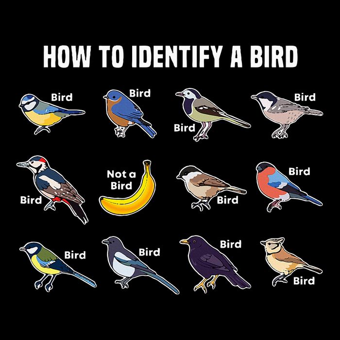 Bird Watcher How To Identify A Bird Unique Birder Flat Bill Trucker Hat