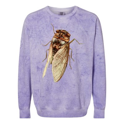 Cicada 2024 Colorblast Crewneck Sweatshirt