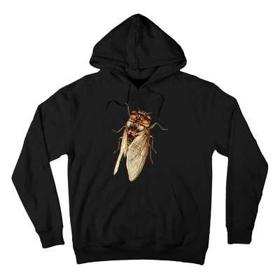 Cicada 2024 Hoodie