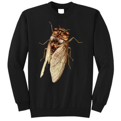 Cicada 2024 Sweatshirt