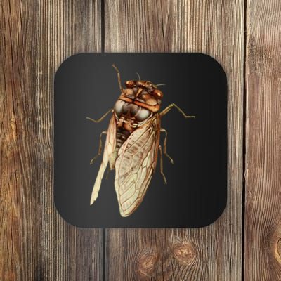 Cicada 2024 Coaster