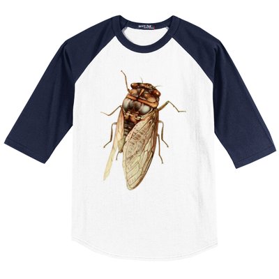 Cicada 2024 Baseball Sleeve Shirt