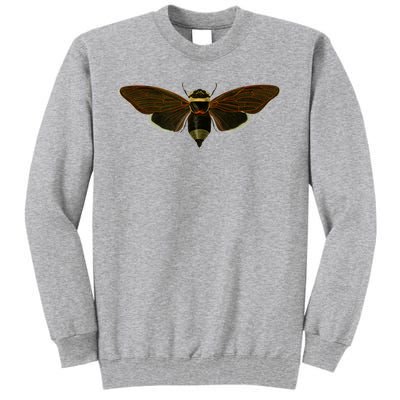 Cicada 2024 Tall Sweatshirt