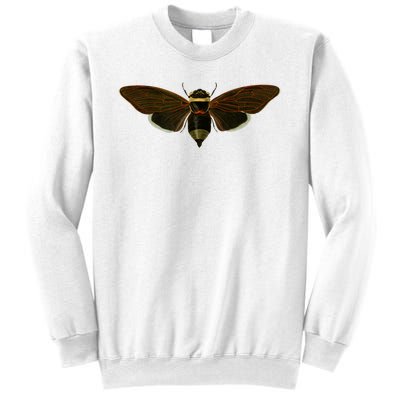 Cicada 2024 Sweatshirt