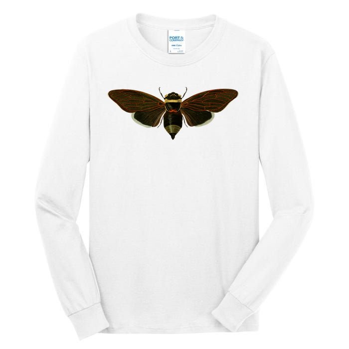 Cicada 2024 Tall Long Sleeve T-Shirt