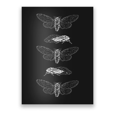 Cicadas 2024 Return Of The Insects Poster