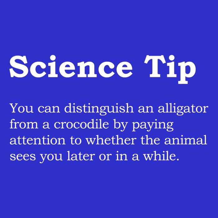 Crocodile Alligator Funny Science Tip 16 in Basic Backpack
