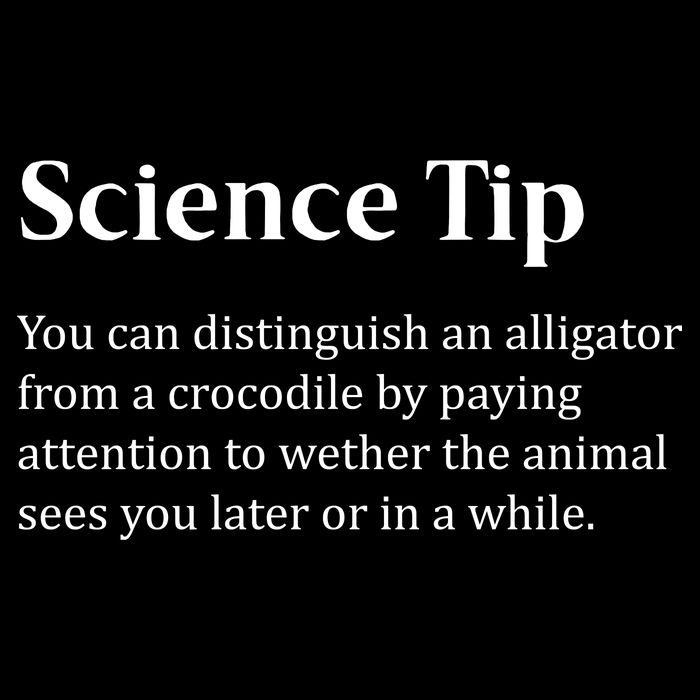 Crocodile Alligator Funny Science Tip Baby Bodysuit