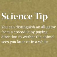 Crocodile Alligator Funny Science Tip Garment-Dyed Women's Muscle Tee