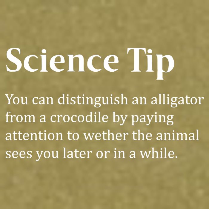Crocodile Alligator Funny Science Tip Garment-Dyed Women's Muscle Tee