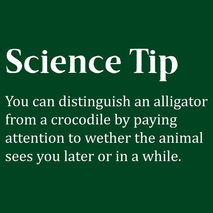 Crocodile Alligator Funny Science Tip Coaster