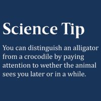 Crocodile Alligator Funny Science Tip Infant Baby Jersey Bodysuit