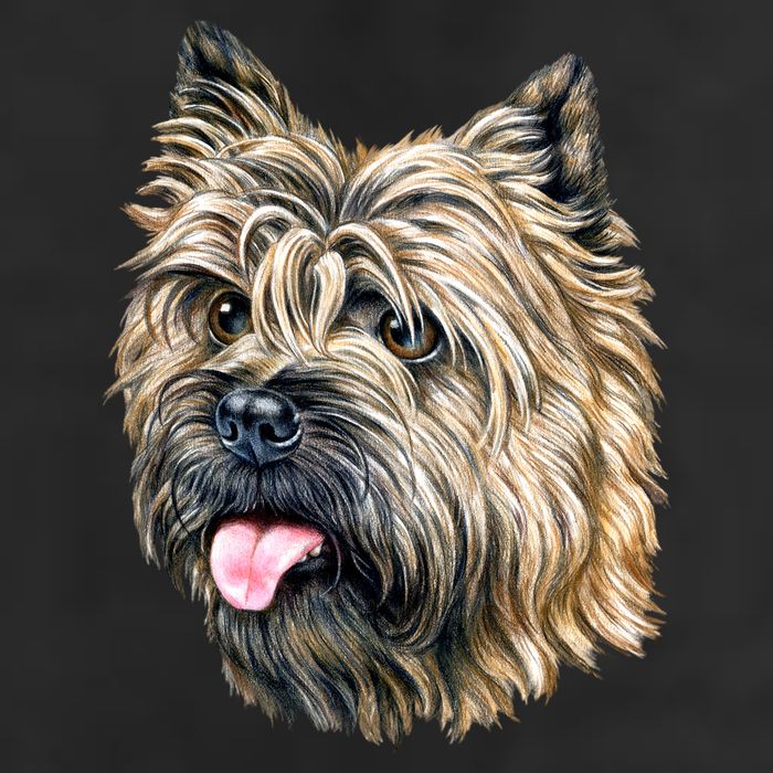 Cairn Terrier 7 Panel Mesh Trucker Snapback Hat