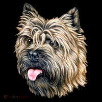 Cairn Terrier Button