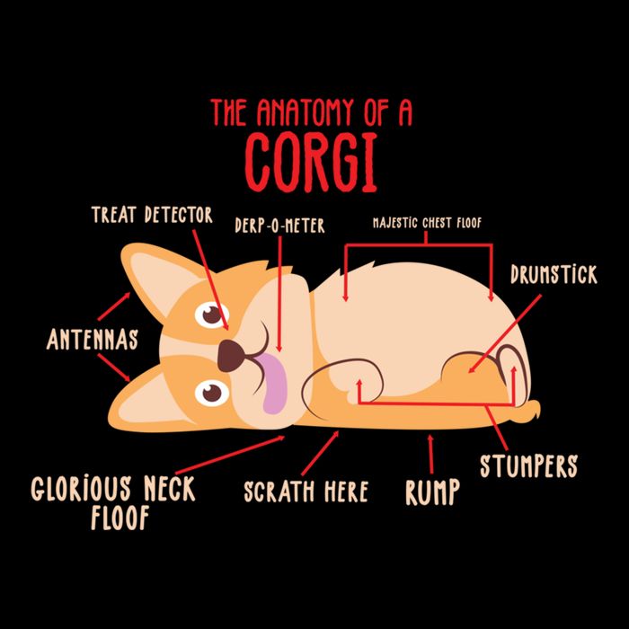 Corgi: Anatomy Of A Corgi Funny Dog Owner Gift Bucket Hat