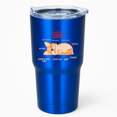 Corgi: Anatomy Of A Corgi Funny Dog Owner Gift Tumbler