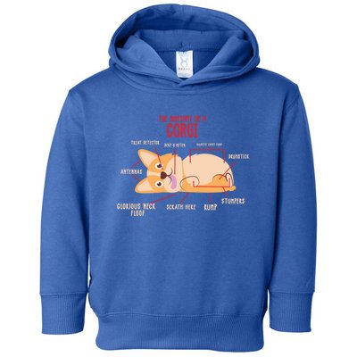 Corgi: Anatomy Of A Corgi Funny Dog Owner Gift Toddler Hoodie