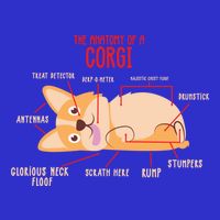 Corgi: Anatomy Of A Corgi Funny Dog Owner Gift Toddler T-Shirt