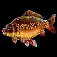 Carp City Backpack