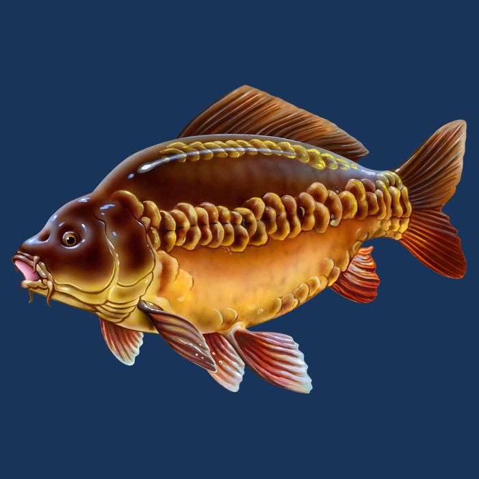 Carp Bag