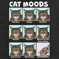 Cat Moods Funny Meme Adult Drive Performance Visor