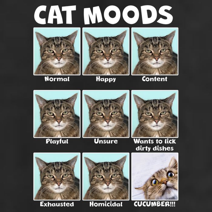 Cat Moods Funny Meme Adult Drive Performance Visor