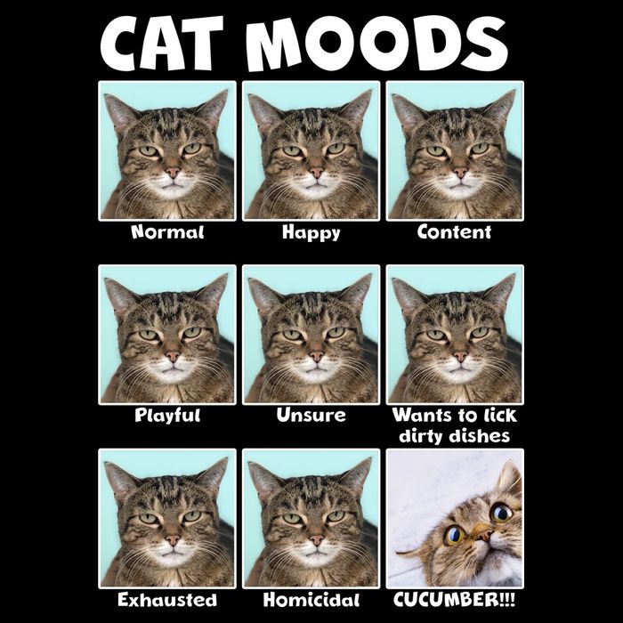 Cat Moods Funny Meme Polo