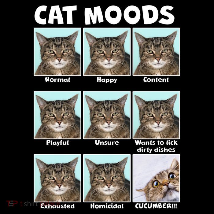 Cat Moods Funny Meme 16 in Basic Backpack