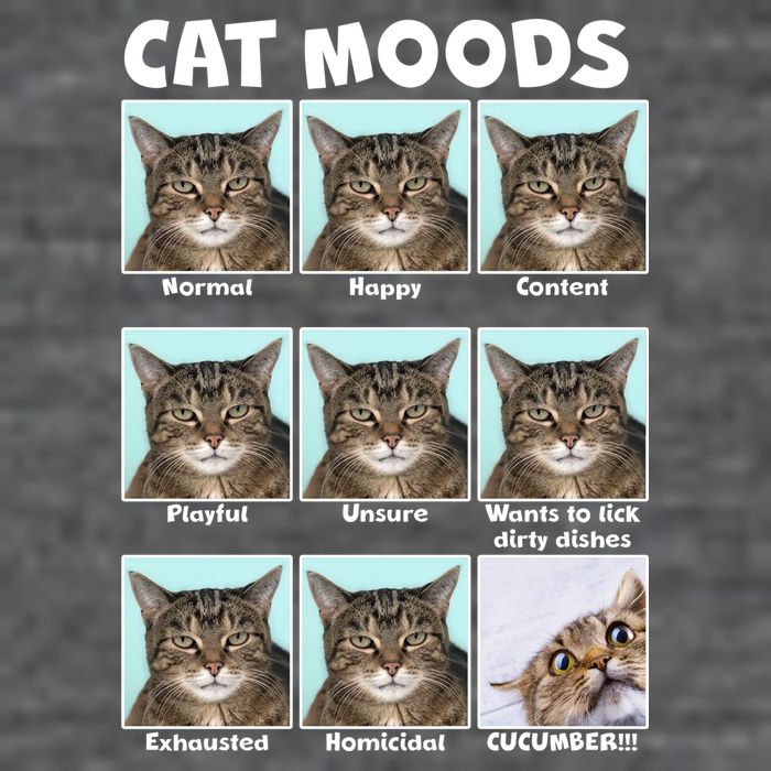 Cat Moods Funny Meme 7-Panel Snapback Hat