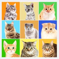 Cats Photo Portraits Collage Hat