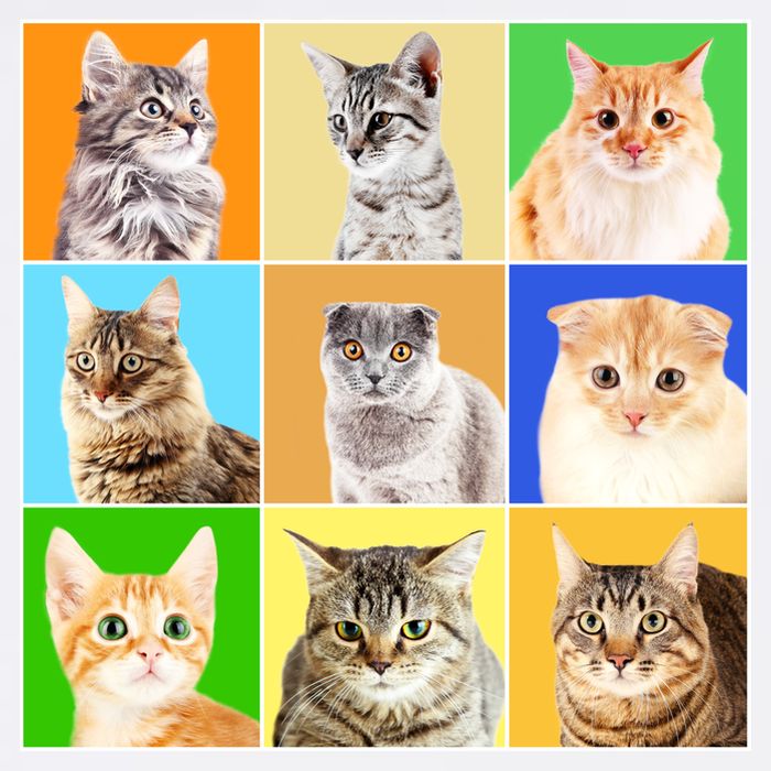 Cats Photo Portraits Collage Hat