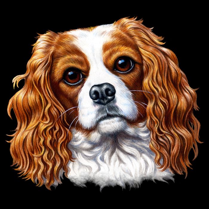 Cavalier King Charles Spaniel Dog Cropped Pullover Crew