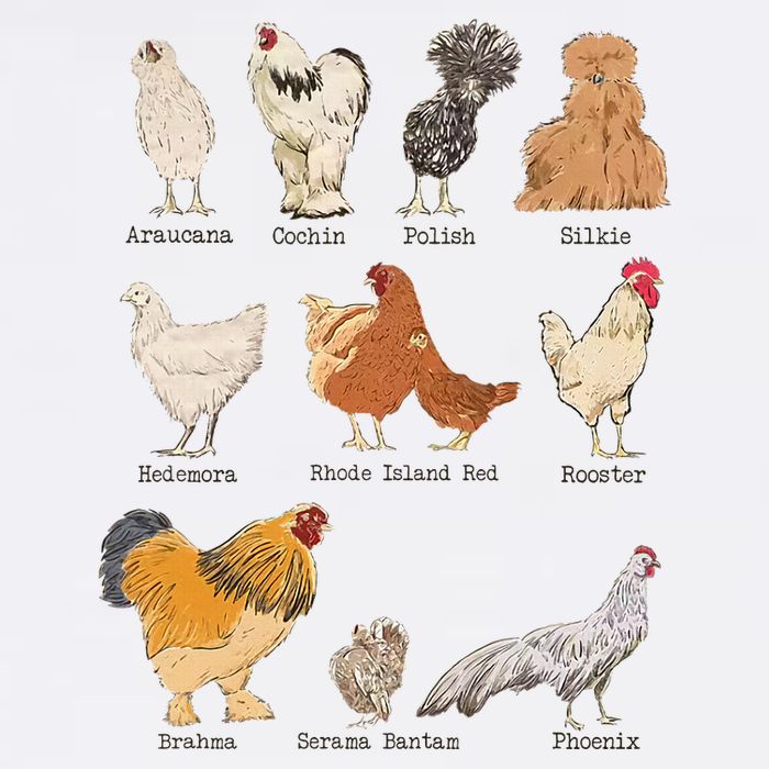 Chicken Breeds Farm Animals Day Support Local Farmer Garment-Dyed Sweatshirt