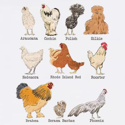 Chicken Breeds Farm Animals Day Support Local Farmer T-Shirt