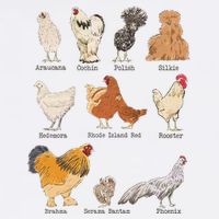 Chicken Breeds Farm Animals Day Support Local Farmer Short Acrylic Beanie