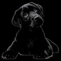 Cute Black Lab Puppy Dog Animal Lover Gift Bucket Hat