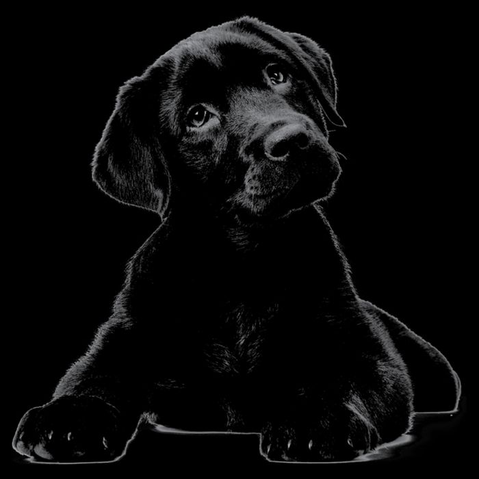 Cute Black Lab Puppy Dog Animal Lover Gift Bucket Hat