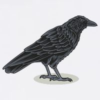Crow Bird O White Surface Bucket Hat