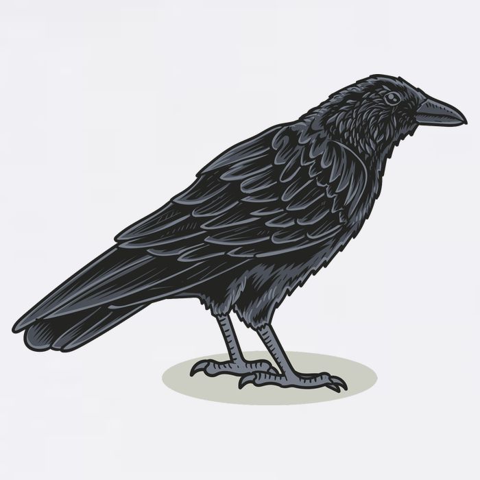 Crow Bird O White Surface Bucket Hat
