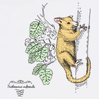 Common Brushtail Possum Trichosurus Vulpecula Engraved Sweatshirt