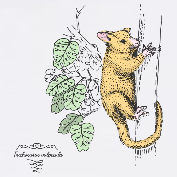 Common Brushtail Possum Trichosurus Vulpecula Engraved Sweatshirt