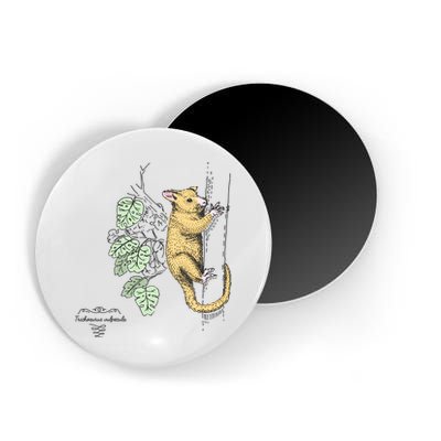 Common Brushtail Possum Trichosurus Vulpecula Engraved Magnet