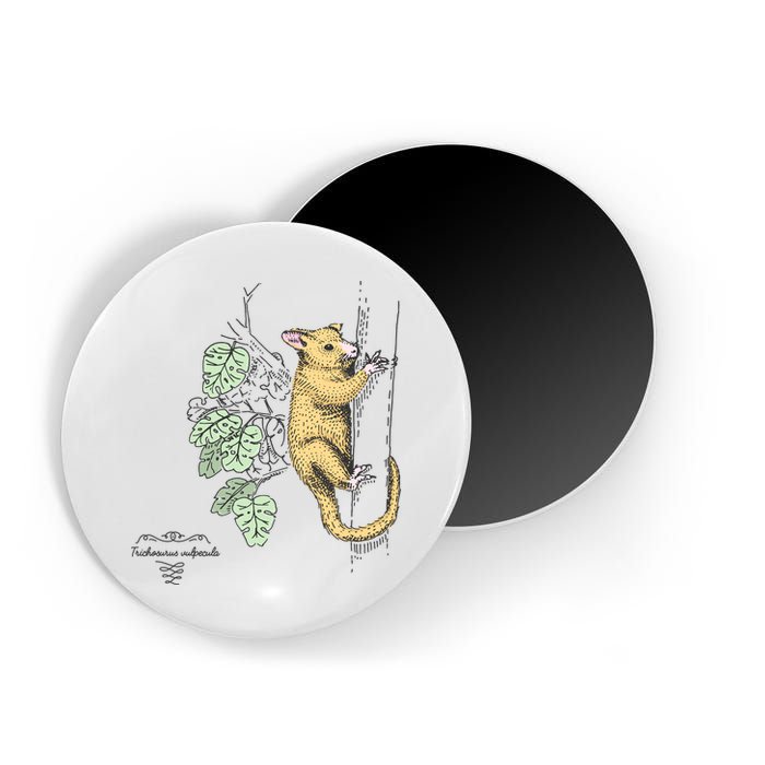 Common Brushtail Possum Trichosurus Vulpecula Engraved Magnet