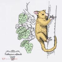 Common Brushtail Possum Trichosurus Vulpecula Engraved Premium T-Shirt