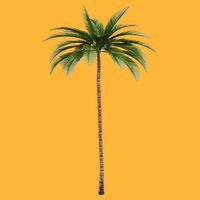 Cool Beach Summer Vacation Tropical Palm Tree Pom Pom 12in Knit Beanie