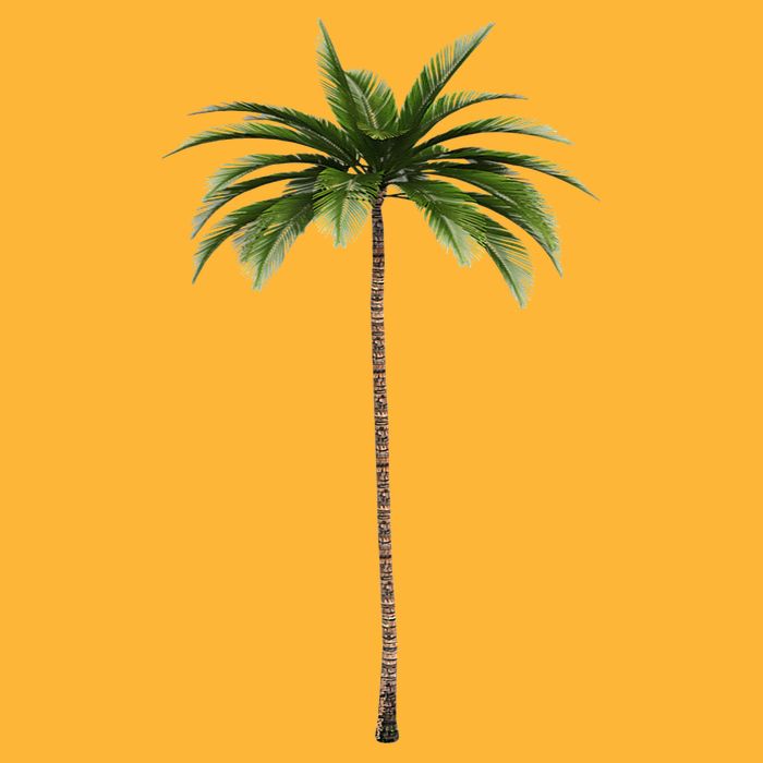 Cool Beach Summer Vacation Tropical Palm Tree Pom Pom 12in Knit Beanie