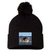Cat Biting Shark Humorous Playful Funny Cat And Shark Pom Pom 12in Knit Beanie